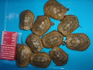 KODAK Digital Still Camera