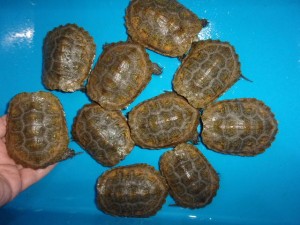 KODAK Digital Still Camera