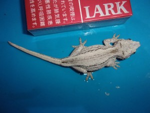 KODAK Digital Still Camera