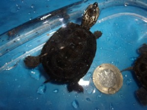 KODAK Digital Still Camera