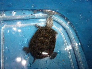 KODAK Digital Still Camera