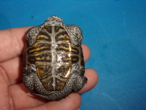 KODAK Digital Still Camera