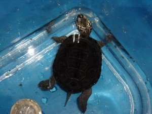 KODAK Digital Still Camera