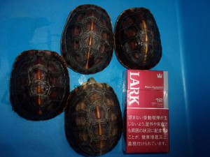 KODAK Digital Still Camera