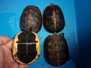 KODAK Digital Still Camera