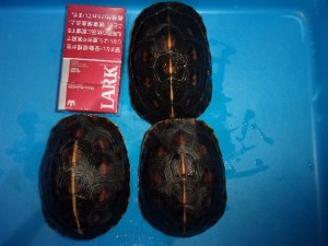 KODAK Digital Still Camera