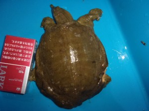 KODAK Digital Still Camera