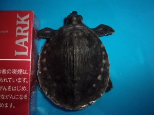 KODAK Digital Still Camera