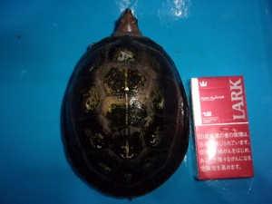 KODAK Digital Still Camera