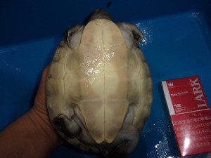 KODAK Digital Still Camera