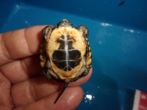 KODAK Digital Still Camera