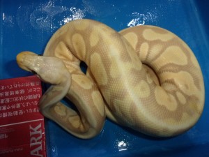 KODAK Digital Still Camera