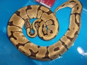 KODAK Digital Still Camera