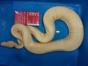 KODAK Digital Still Camera