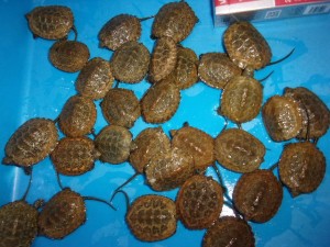 KODAK Digital Still Camera