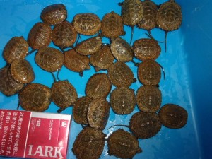 KODAK Digital Still Camera