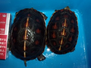 KODAK Digital Still Camera