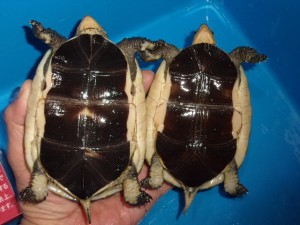 KODAK Digital Still Camera