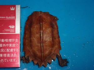 KODAK Digital Still Camera