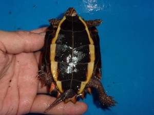 KODAK Digital Still Camera