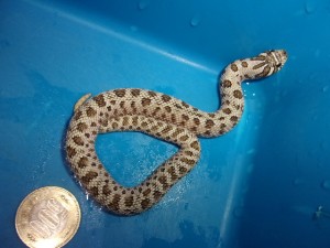 KODAK Digital Still Camera