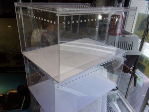 KODAK Digital Still Camera