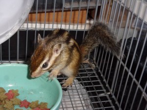 KODAK Digital Still Camera