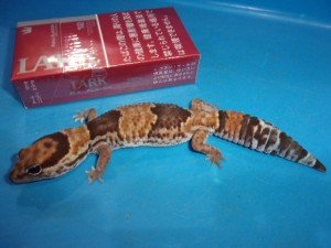 KODAK Digital Still Camera