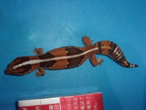 KODAK Digital Still Camera