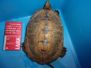 KODAK Digital Still Camera