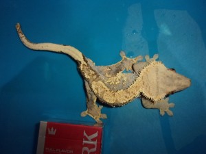 KODAK Digital Still Camera