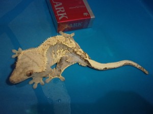 KODAK Digital Still Camera