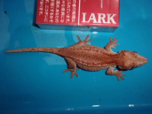 KODAK Digital Still Camera