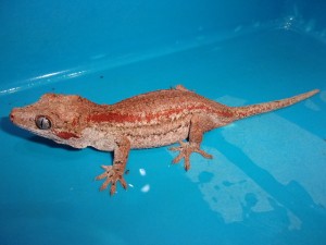 KODAK Digital Still Camera