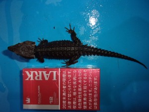 KODAK Digital Still Camera