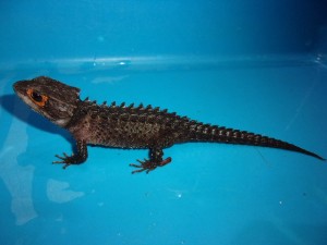 KODAK Digital Still Camera