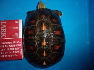 KODAK Digital Still Camera