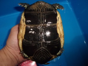 KODAK Digital Still Camera