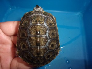 KODAK Digital Still Camera