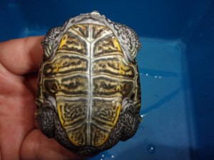 KODAK Digital Still Camera