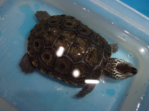 KODAK Digital Still Camera