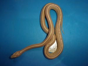 KODAK Digital Still Camera