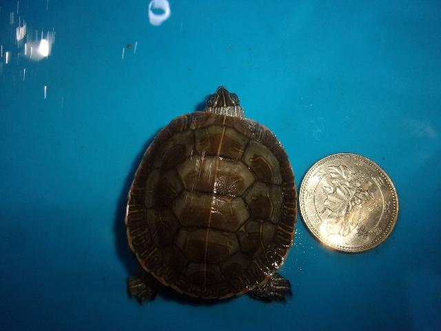 セイブニシキガメ【２，１７８円/税込】