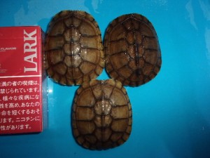 ヤエヤマイシガメ（ヤングサイズ）【４，３７８円/税込】