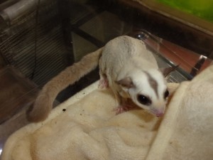 KODAK Digital Still Camera