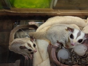 KODAK Digital Still Camera