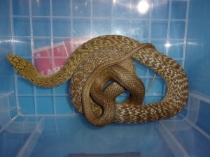 KODAK Digital Still Camera