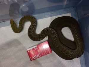 KODAK Digital Still Camera