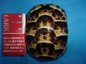 KODAK Digital Still Camera