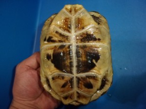 KODAK Digital Still Camera